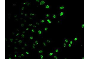 Immunofluorescence analysis of HeLa cells using E2F6 antibody (ABIN5973627).