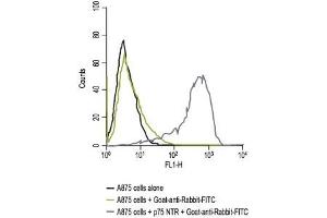 Flow Cytometry (FACS) image for anti-Nerve Growth Factor Receptor (NGFR) (AA 188-203), (Extracellular) antibody (ABIN7043344)