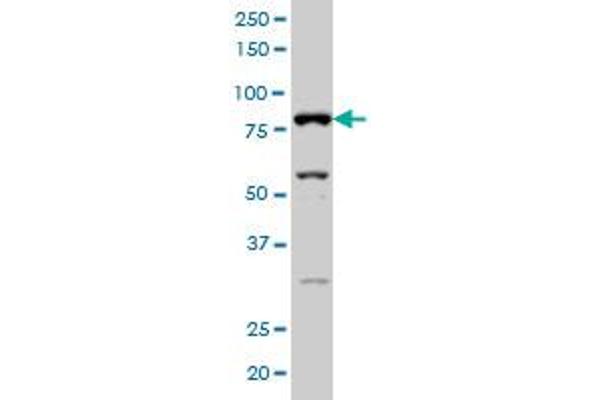 SFRS17A antibody  (AA 53-156)