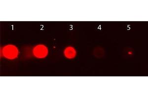 Dot Blot of Rhodamine Conjugated Goat IgG Fc. (Goat IgG isotype control (Rhodamine))
