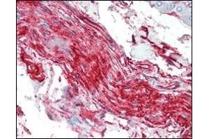 Immunohistochemical analysis of paraffin-embedded human nerve and ganglion cells using S100A10/P11 antibody. (ENDOU antibody)