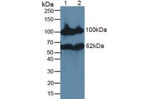 Figure. (MME antibody  (AA 565-750))