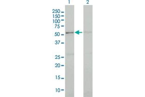 CDK13 Antikörper  (AA 1-90)