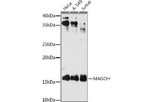 Western blot analysis of extracts of various cell lines, using MAGOH antibody (ABIN7268362) at 1:1000 dilution. (MAGOH antibody)
