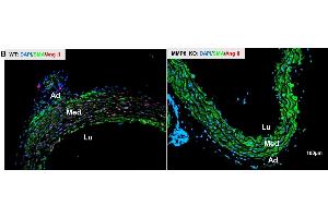 Immunofluorescent staining analysis of the Ang II expressions in thoracic aorta. (Angiotensin II antibody)