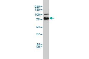 BRAF monoclonal antibody (M01A), clone 3C6 Western Blot analysis of BRAF expression in Hela S3 NE . (BRAF antibody  (AA 346-445))