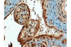 ABIN2561703 (4µg/ml) staining of paraffin embedded Human Placenta. (PD-L1 antibody  (C-Term))