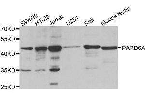 Western blot analysis of extracts of various cell lines, using PARD6A antibody. (PARD6A antibody)