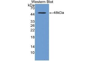 Detection of Recombinant Huntingtin, Mouse using Polyclonal Antibody to Huntingtin (HTT) (Huntingtin antibody  (AA 782-920))