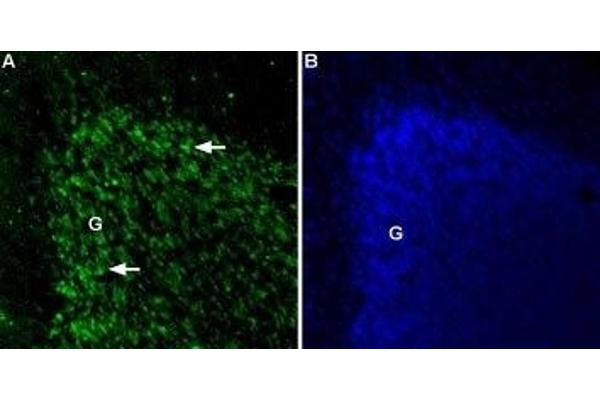 TPCN2 antibody  (2nd Lumenal Region)