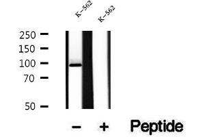 Western blot analysis of extracts of K-562 cells, using AGO2 antibody. (AGO2 antibody  (N-Term))