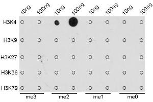 Dot-blot analysis of all sorts of methylation peptides using DiMethyl-Histone H3-K4 antibody (ABIN1872995). (Histone 3 antibody  (H3K4me2))
