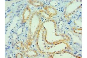 Immunohistochemistry of paraffin-embedded human kidney tissue using ABIN7165065 at dilution of 1:100 (PRMT1 antibody  (AA 20-353))