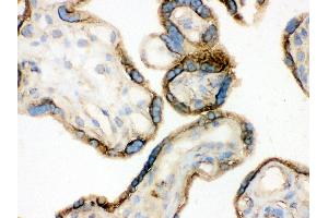 Anti- Annexin A3 Picoband antibody, IHC(F) IHC(F): Human Placenta Tissue (Annexin A3 antibody  (Middle Region))