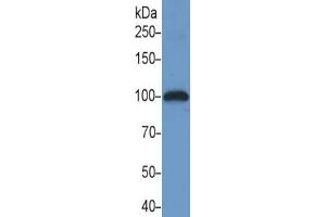 Rabbit Detection antibody from the kit in WB with Positive Control: Human placenta lysate. (Neuropilin 1 ELISA Kit)