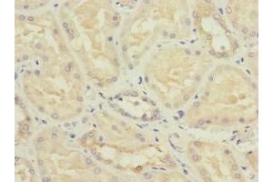 Immunohistochemistry of paraffin-embedded human kidney tissue using ABIN7162039 at dilution of 1:100 (NME3 antibody  (AA 20-169))
