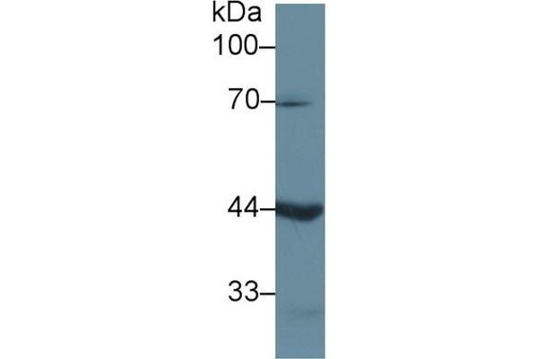 LEFTY1 antibody  (AA 78-361)
