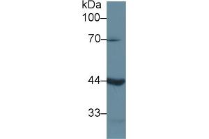 Detection of LEFTY1 in Mouse Pancreas lysate using Polyclonal Antibody to Left/Right Determination Factor 1 (LEFTY1) (LEFTY1 antibody  (AA 78-361))