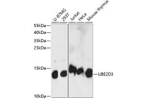 Western blot analysis of extracts of various cell lines, using UBE2D3 antibody (ABIN7271175) at 1:1000 dilution. (UBE2D3 antibody  (AA 1-100))