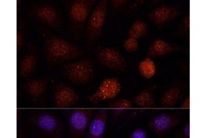 Immunofluorescence analysis of L-929 cells using PCGF1 Polyclonal Antibody at dilution of 1:100. (PCGF1 antibody)