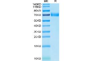 Human SLAMF7 on Tris-Bis PAGE under reduced condition. (SLAMF7 Protein (AA 23-226) (Fc Tag))