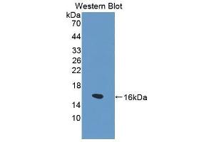 Western Blotting (WB) image for anti-Fatty Acid Binding Protein 1, Liver (FABP1) (AA 1-127) antibody (ABIN1862467) (FABP1 antibody  (AA 1-127))
