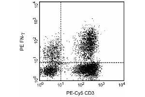 Expression of IFN-gamma by stimulated human peripheral blood mononuclear cells (PBMC). (Interferon gamma antibody)