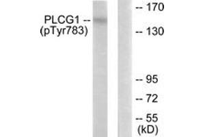 Western blot analysis of extracts from COS7 cells treated with EGF 200ng/ml 30', using PLCG1 (Phospho-Tyr783) Antibody.
