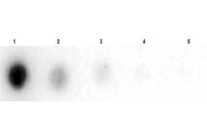 Dot Blot of Human Albumin Peroxidase Conjugate Dot Blot of Human Albumin Peroxidase Conjugated. (Albumin Protein (ALB) (HRP))