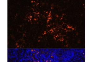 Immunofluorescence analysis of Rat spleen using CD70 Polyclonal Antibody at dilution of 1:100 (40x lens). (CD70 antibody)