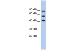 WB Suggested Anti-KLF10 Antibody Titration:  0. (KLF10/TIEG1 antibody  (Middle Region))