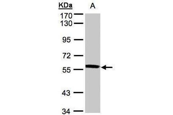 XPNPEP3 antibody