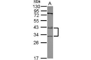 WB Image Sample (30 ug of whole cell lysate) A: A549 12% SDS PAGE antibody diluted at 1:3000 (XPA antibody  (Center))