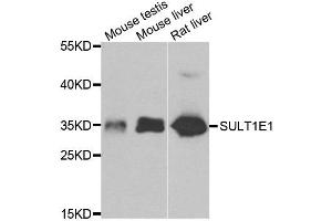 Western blot analysis of extracts of various cell lines, using SULT1E1 antibody. (SULT1E1 antibody)