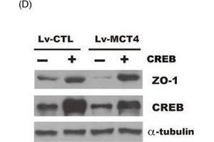 MCT4 inhibits phosphorylation of CREB(Ser133) and attenuates CREB-mediated ZO-1 transactivity.