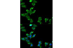 Immunofluorescence (IF) image for anti-Glutamate-Ammonia Ligase (GLUL) antibody (ABIN1876625) (GLUL antibody)