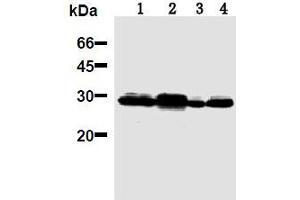 Western Blotting (WB) image for anti-14-3-3 Pan antibody (ABIN1105134) (14-3-3 Pan antibody)