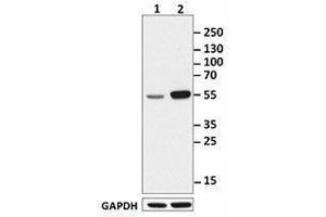 Western Blotting (WB) image for anti-c-Fos (c-Fos) antibody (ABIN2666051) (c-FOS antibody)