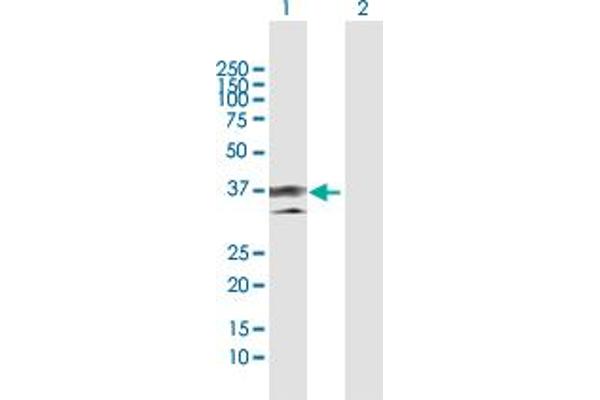 Annexin a1 antibody  (AA 1-346)