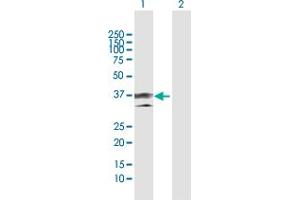 Annexin a1 antibody  (AA 1-346)