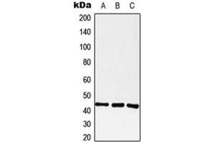 Western blot analysis of GPR182 expression in A549 (A), Raw264. (G Protein-Coupled Receptor 182 antibody  (Center))