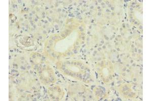 TWEAK antibody  (AA 43-149)