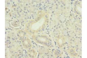 Immunohistochemistry of paraffin-embedded human pancreatic tissue using ABIN7173795 at dilution of 1:100 (TWEAK antibody  (AA 43-149))