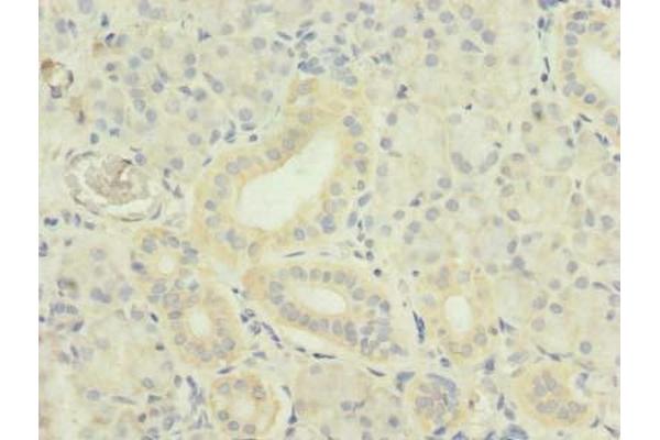 TWEAK antibody  (AA 43-149)