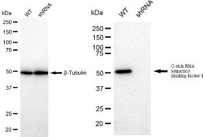 Western blotting analysis using G-rich RNA sequence binding factor 1 antibody (ABIN7798678).