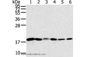 Western blot analysis of Human colon sigmoideum cancer and colon cancer tissue, mouse lung and human normal colon tissue, lovo and hela cell, using SNX3 Polyclonal Antibody at dilution of 1:250