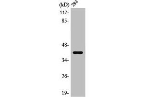 Western Blot analysis of HuvEc cells using PRPF18 Polyclonal Antibody (PRPF18 antibody  (Internal Region))