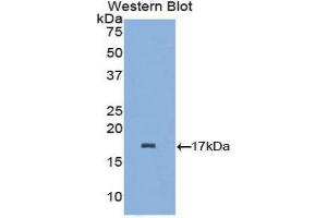 Western Blotting (WB) image for anti-Lactalbumin, alpha- (LALBA) (AA 24-141) antibody (ABIN1857956) (LALBA antibody  (AA 24-141))