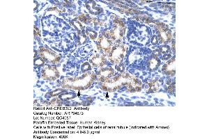 Human kidney (CREB3L2 antibody  (N-Term))