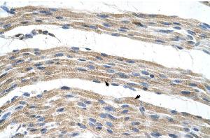 Human Muscle (SLC17A4 antibody  (Middle Region))